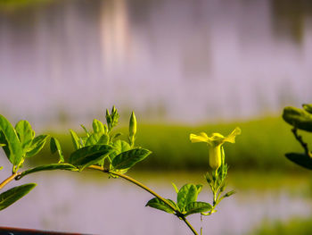 Close-up of yellow plant