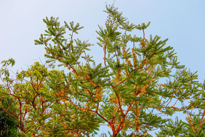 Low angle view of tree against sky