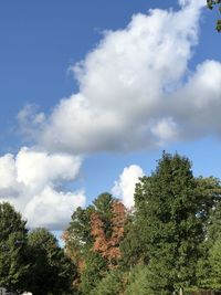 Low angle view of trees against sky