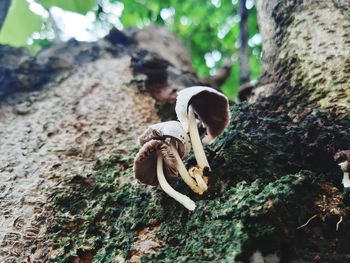 Close-up of mushrooms growing on tree trunk