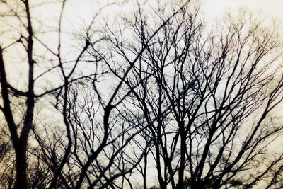 Low angle view of bare trees against sky