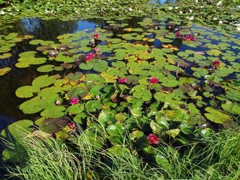 Pink water lily in lake