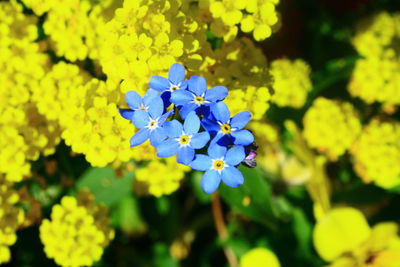 Close-up of yellow flowers blooming