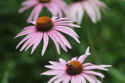 Close-up of pink flower blooming in park