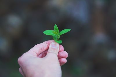 Close-up of hand holding small plant