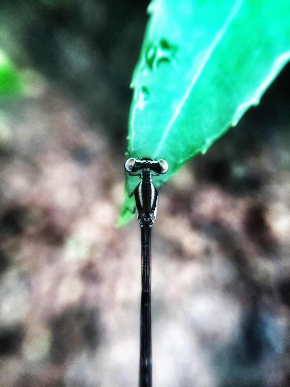 focus on foreground, close-up, selective focus, green color, insect, one animal, leaf, day, outdoors, nature, no people, dragonfly, animals in the wild, wildlife, animal themes, single object, detail, sunlight, plant, danger