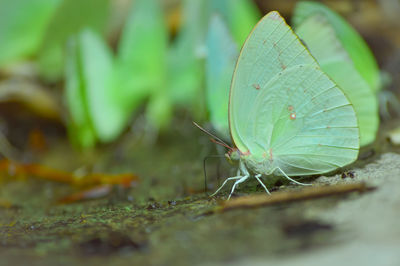 Close-up of insect on leaf