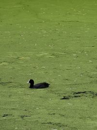 High angle view of bird on field