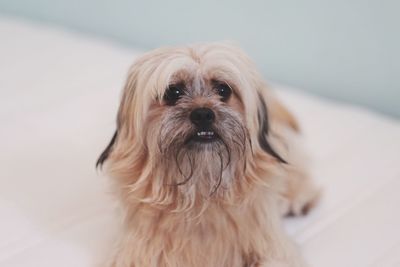 Close-up portrait of a dog