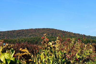 Plants growing on field against clear blue sky