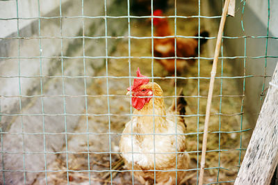 Close-up of rooster in cage