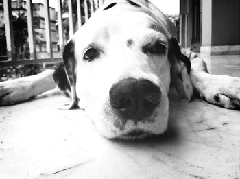 Close-up of dog relaxing on footpath