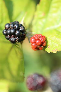 Close-up of berries growing on plant