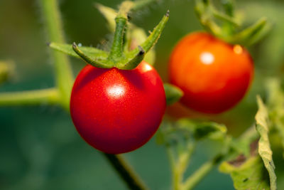 Close-up of tomatoes on plant