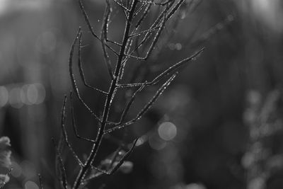 Close-up of wet spider web on plant