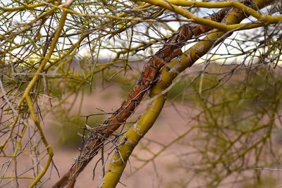 Close-up of branches on branch