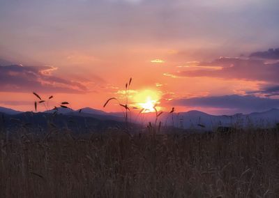 Silhouette plants on field against sky during sunset