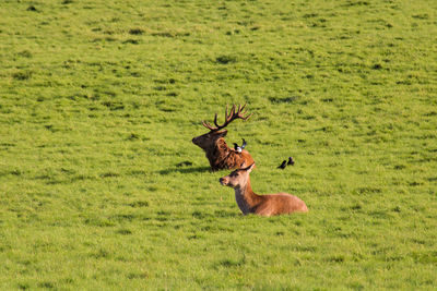 Deer in a field