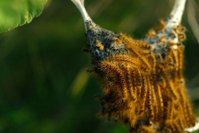 Close-up of insect on leaf