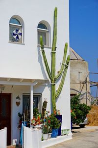 Potted plants by building against clear sky