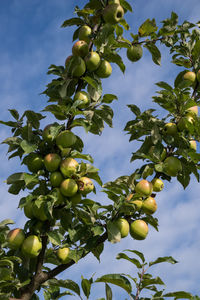 Low angle view of apples on tree against sky