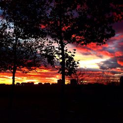 Silhouette of trees at sunset