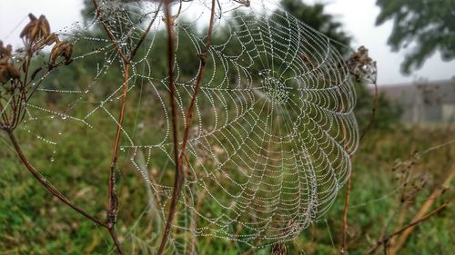 Close-up of spider web