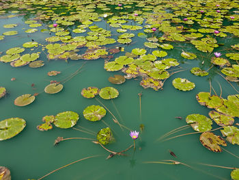 High angle view of leaves floating on water