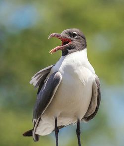Close-up of bird