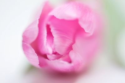 Close-up of pink flower