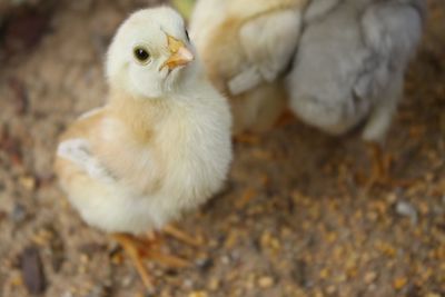 Close-up of a chicken 