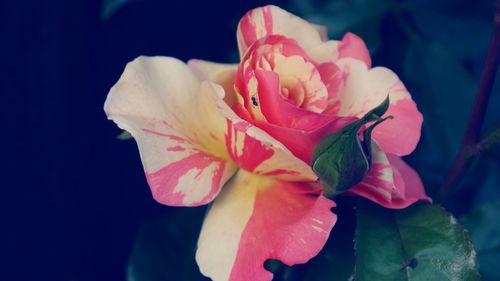 Close-up of pink rose blooming outdoors