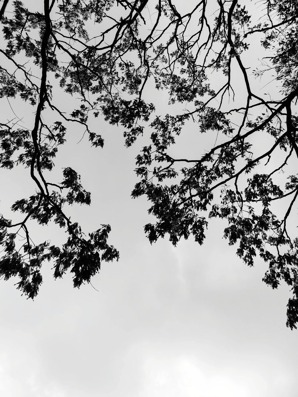 LOW ANGLE VIEW OF TREES AGAINST SKY