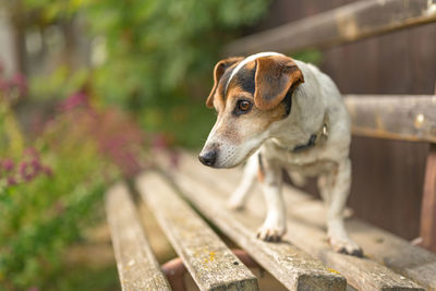 Close-up of dog looking away