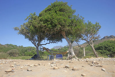 Trees on field against clear blue sky