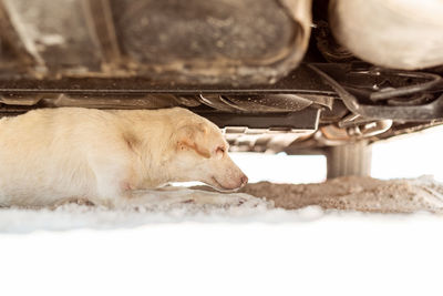 Close-up of dog sleeping