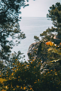 High angle view of trees by sea against sky