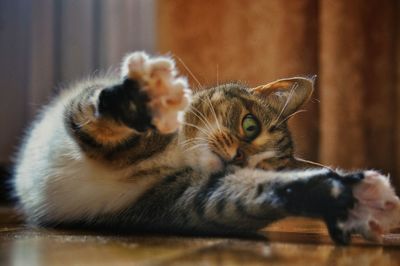 Portrait of cat relaxing on floor at home