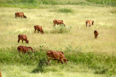 Cows grazing in field