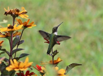 Flowers and hummingbird in flight