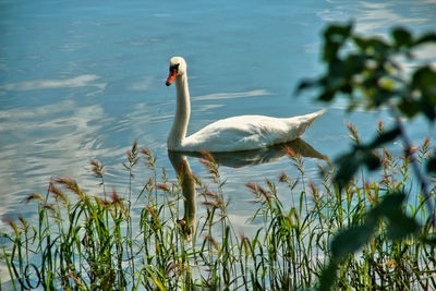 Close-up of swan floating on lake