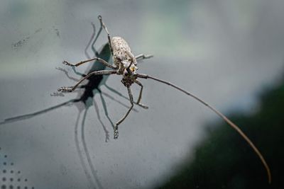 Close-up of insect