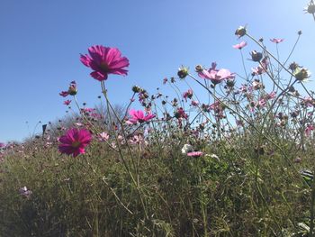 Close-up of pink cosmos flowers on field against sky