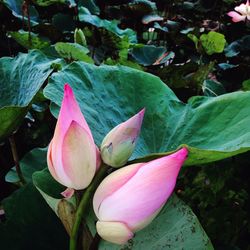 Close-up of pink flowers