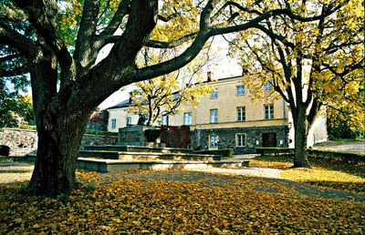 Trees in city