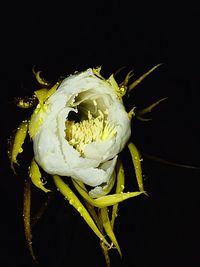 Close-up of flower over black background