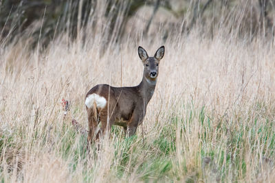 Portrait of deer standing on field