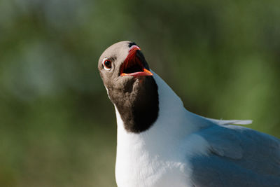 Close-up of a bird looking away