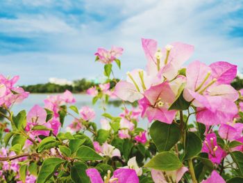 Close-up of pink flowering plants against sky