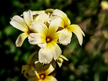 Close-up of yellow flowering plant